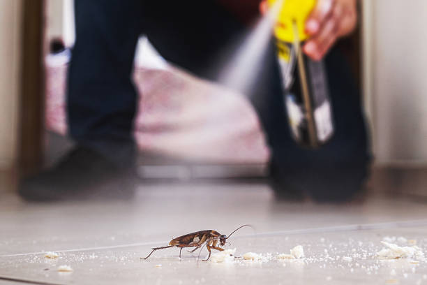 Best Cockroach Control Services  in Grapeland, TX